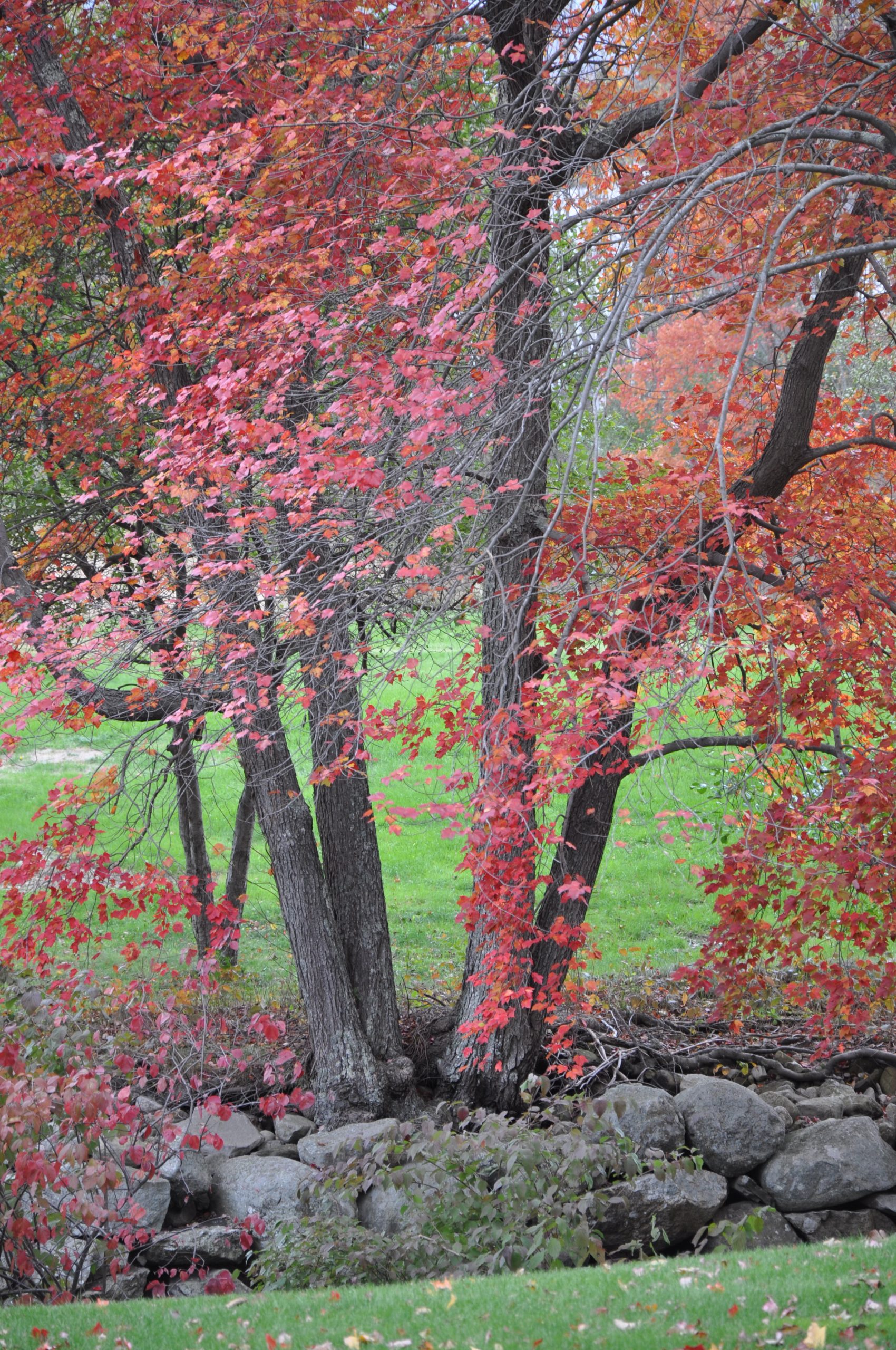 Red Tree, Stone Wall (user submitted)