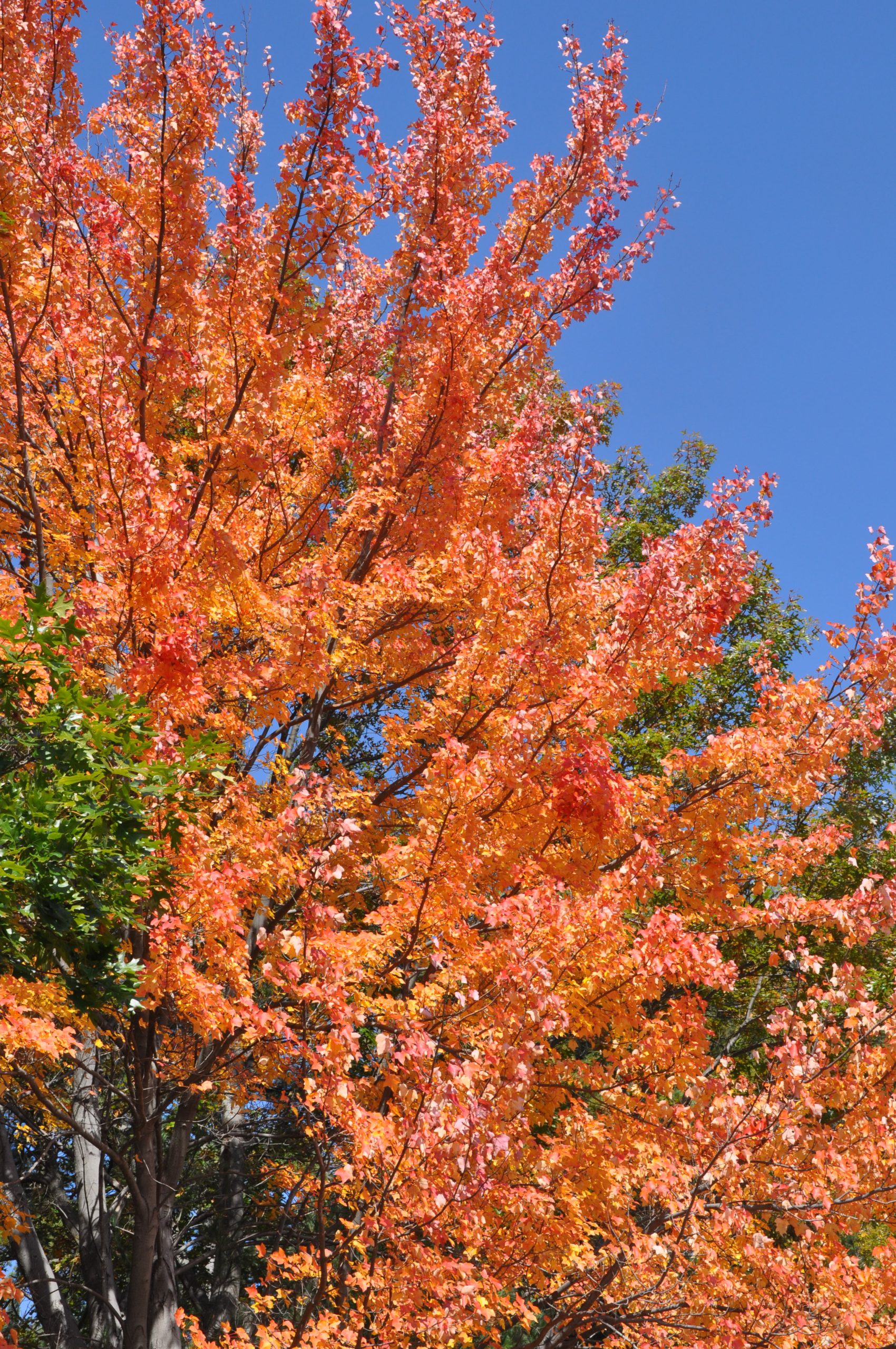 Trees With Orange Leaves (user submitted)