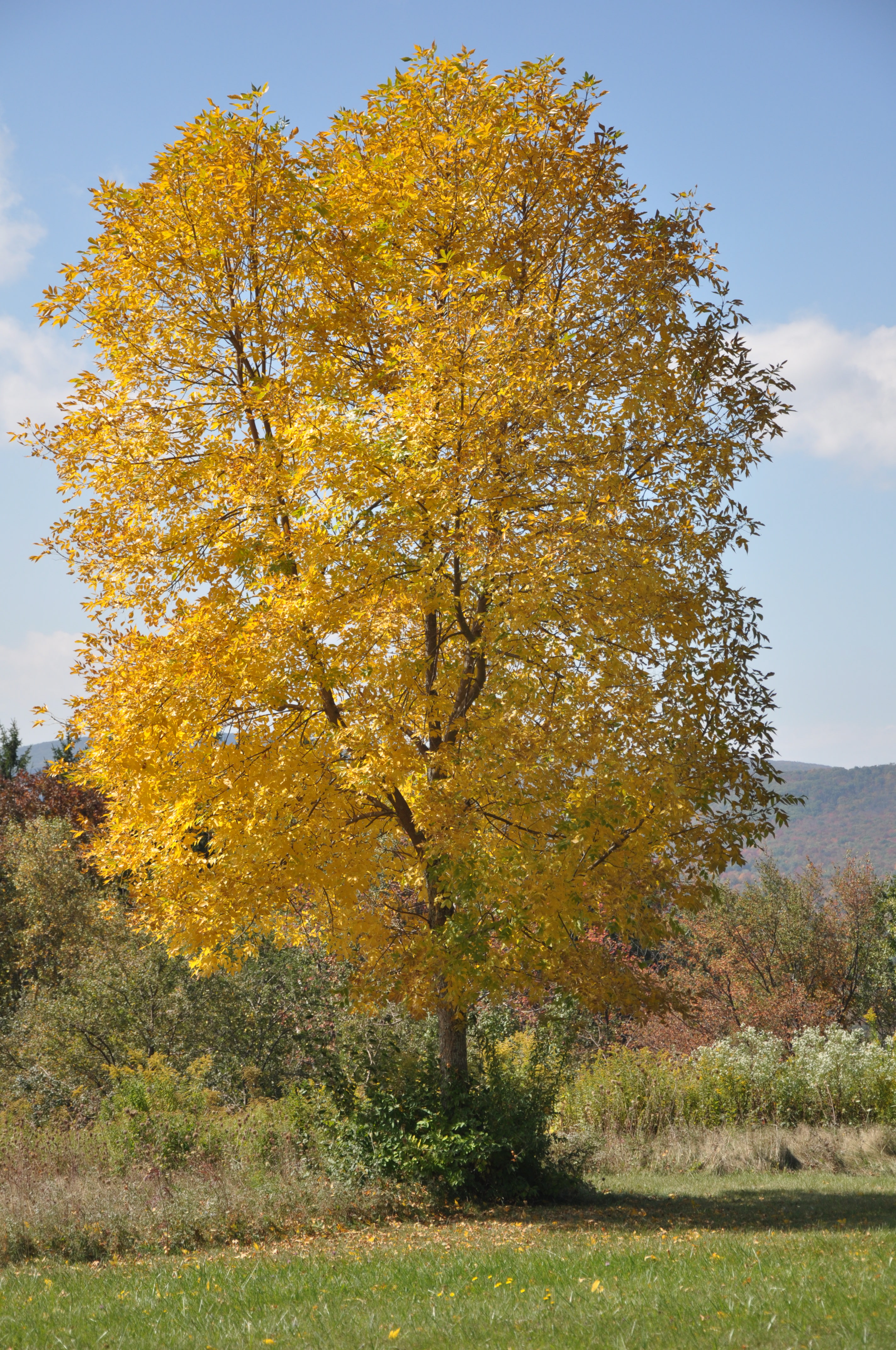 yellow leaves tree
