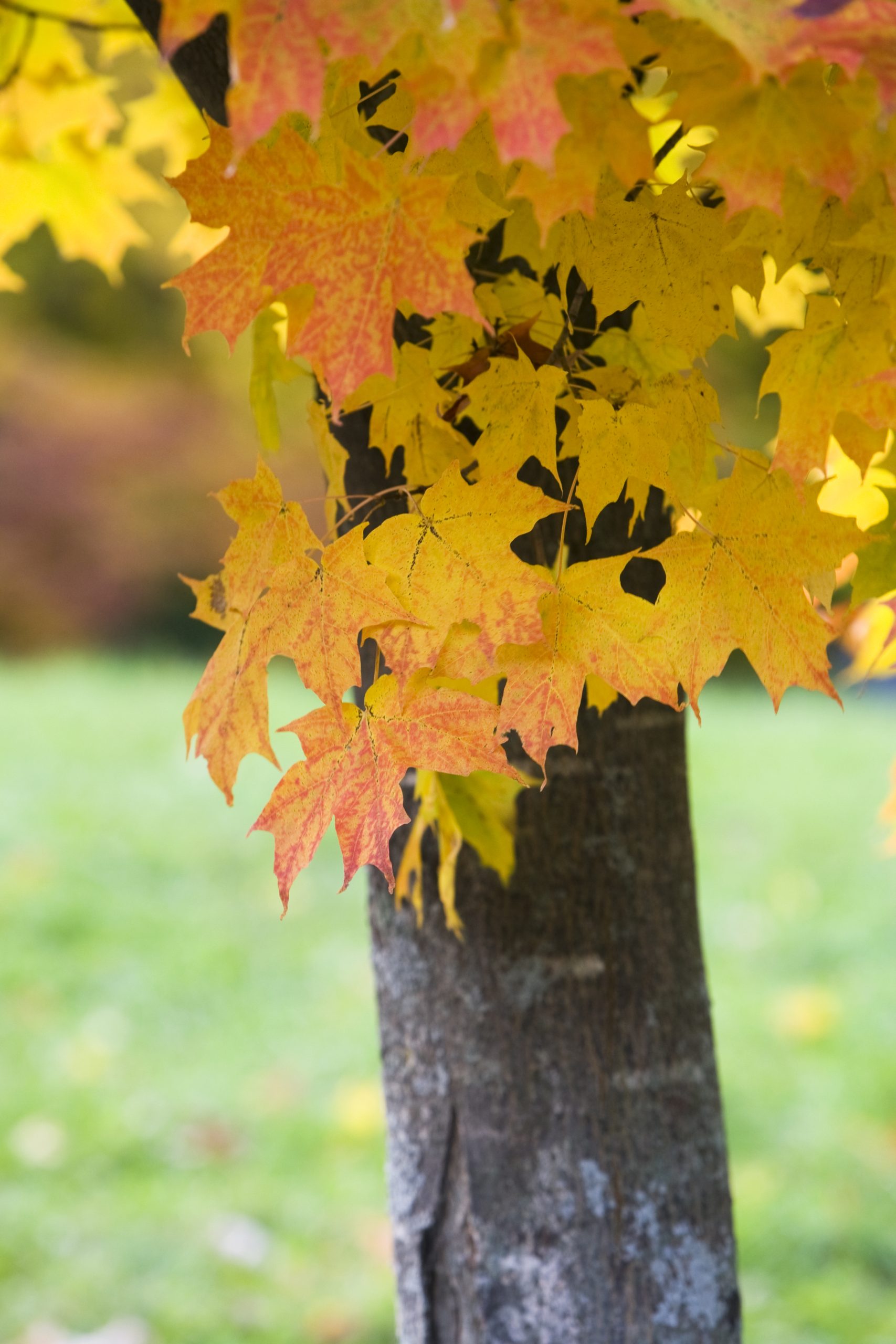 yellow-and-orange-new-england