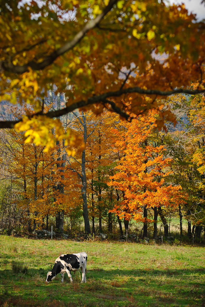 Cow And Foliage (user submitted)