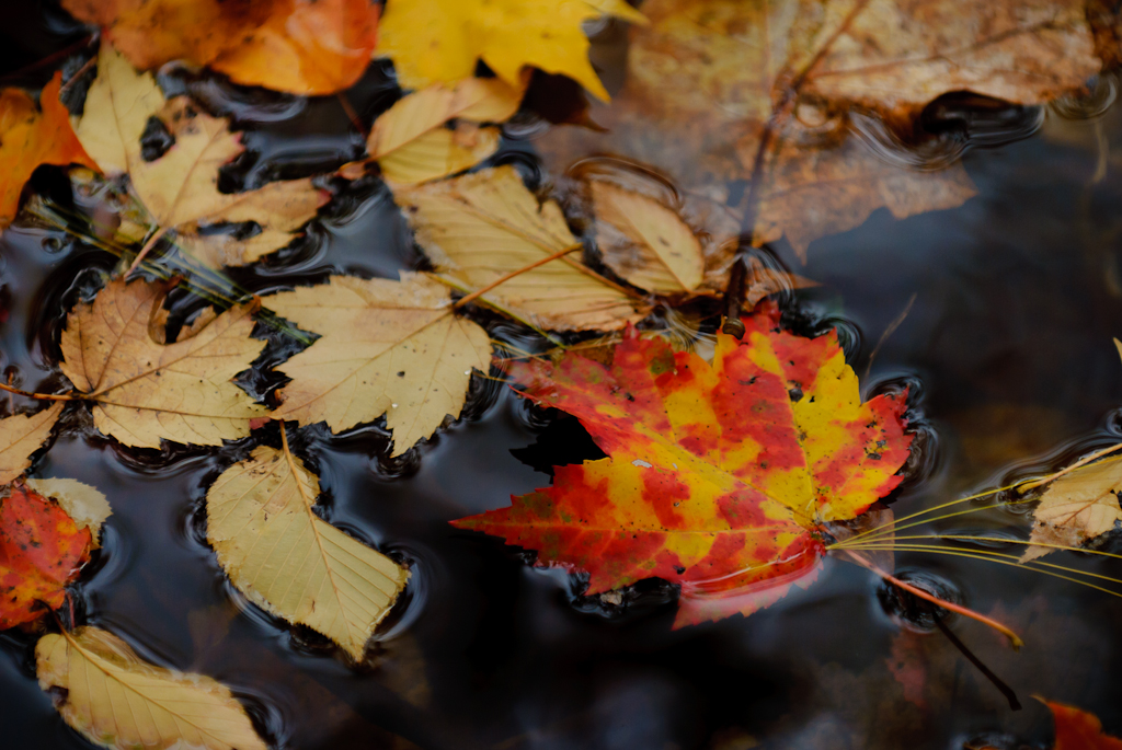 Leaves In The Pond (user submitted)