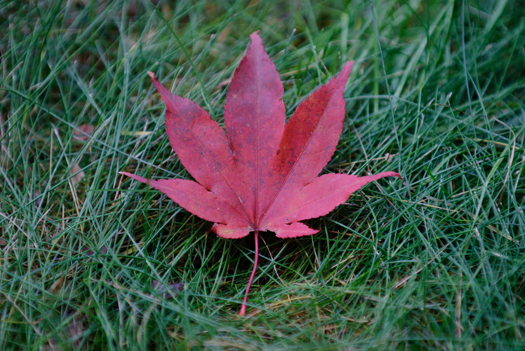 Leaf And Grass (user submitted)