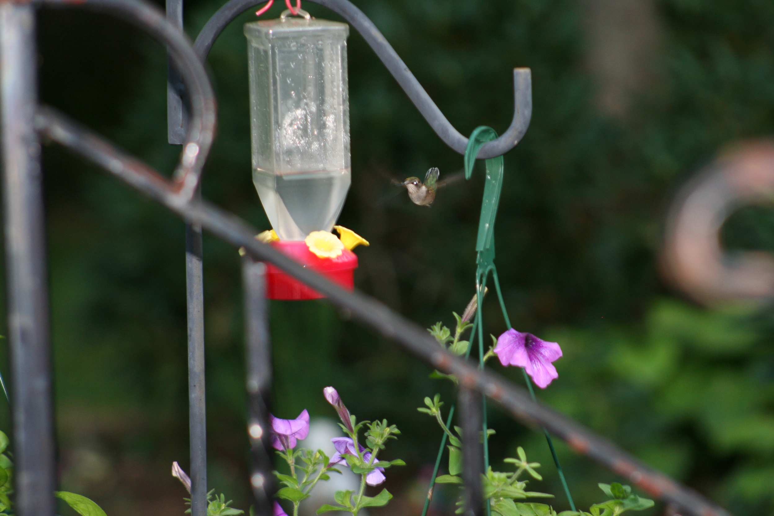 Hummingbird Hovering (user submitted)