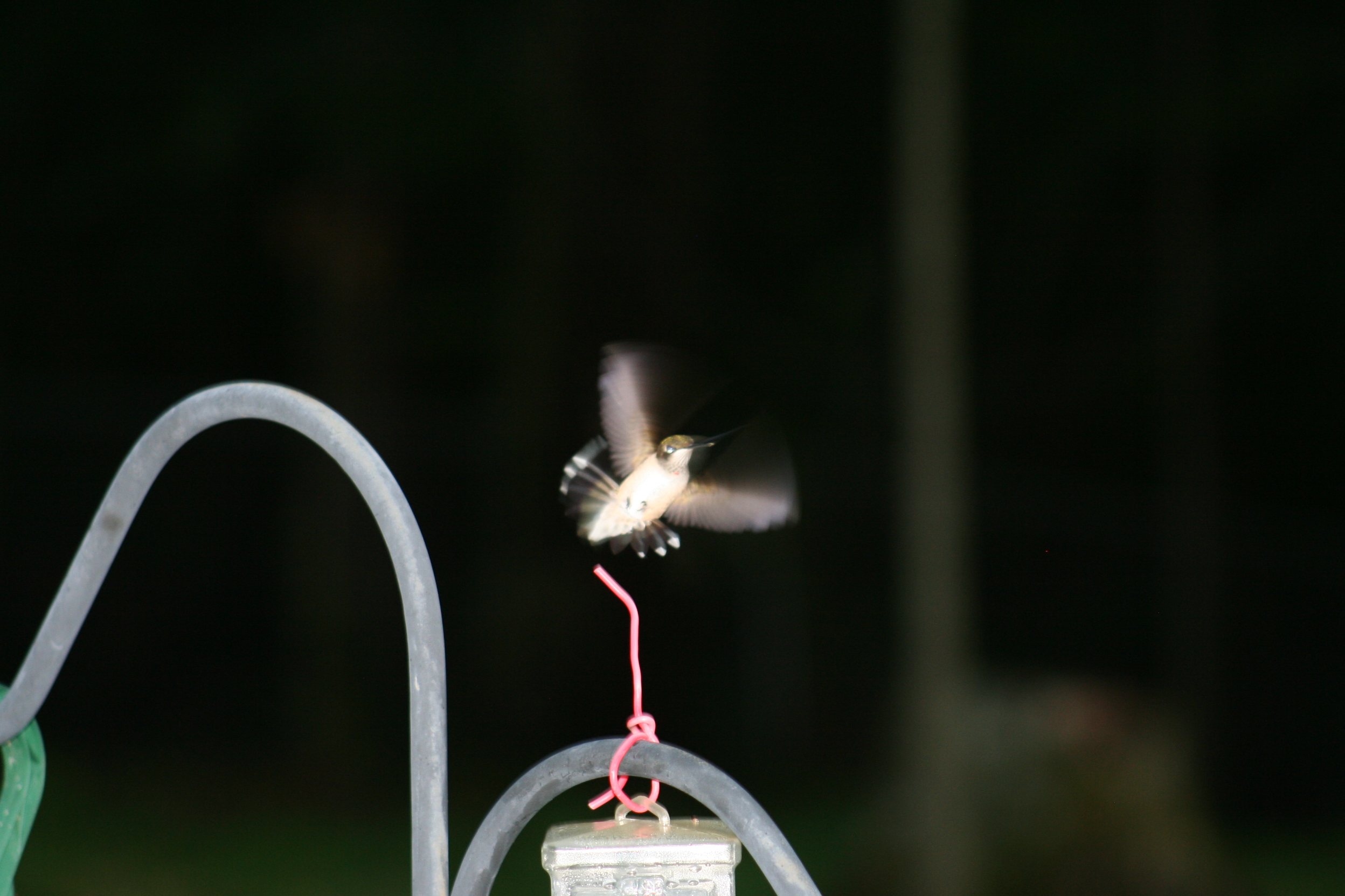 Hummingbird In Take Off (user submitted)