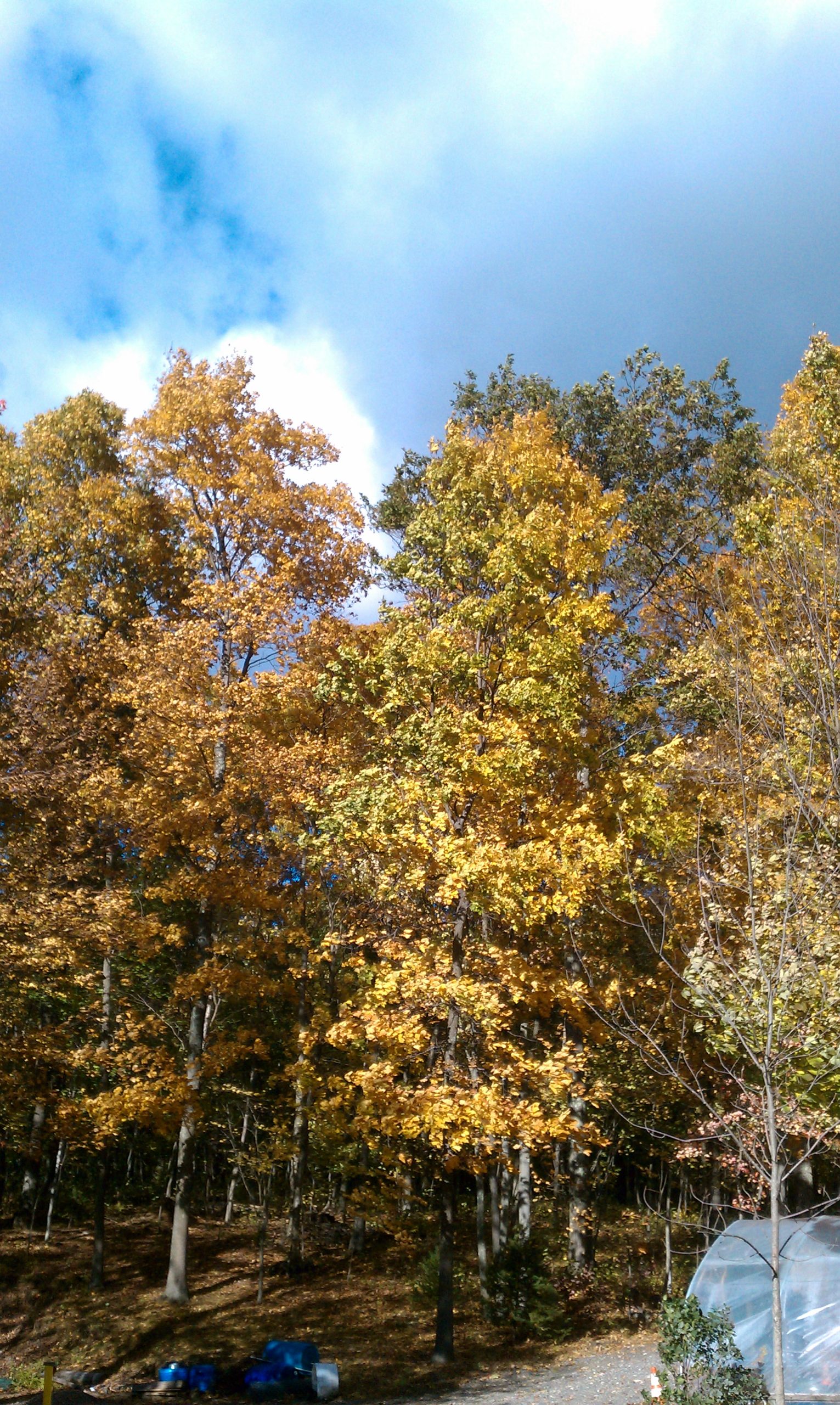 Fall Day Clearing (user submitted)