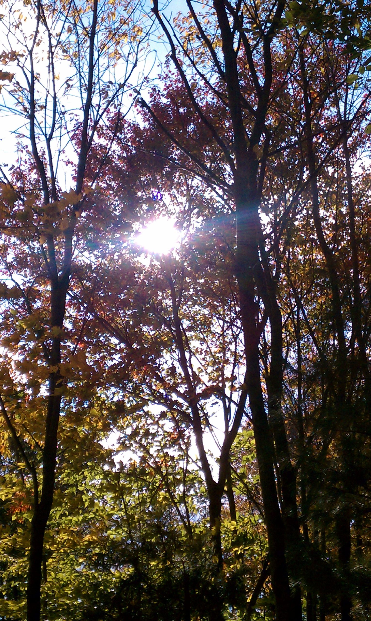 Sun Through The Leaves (user submitted)