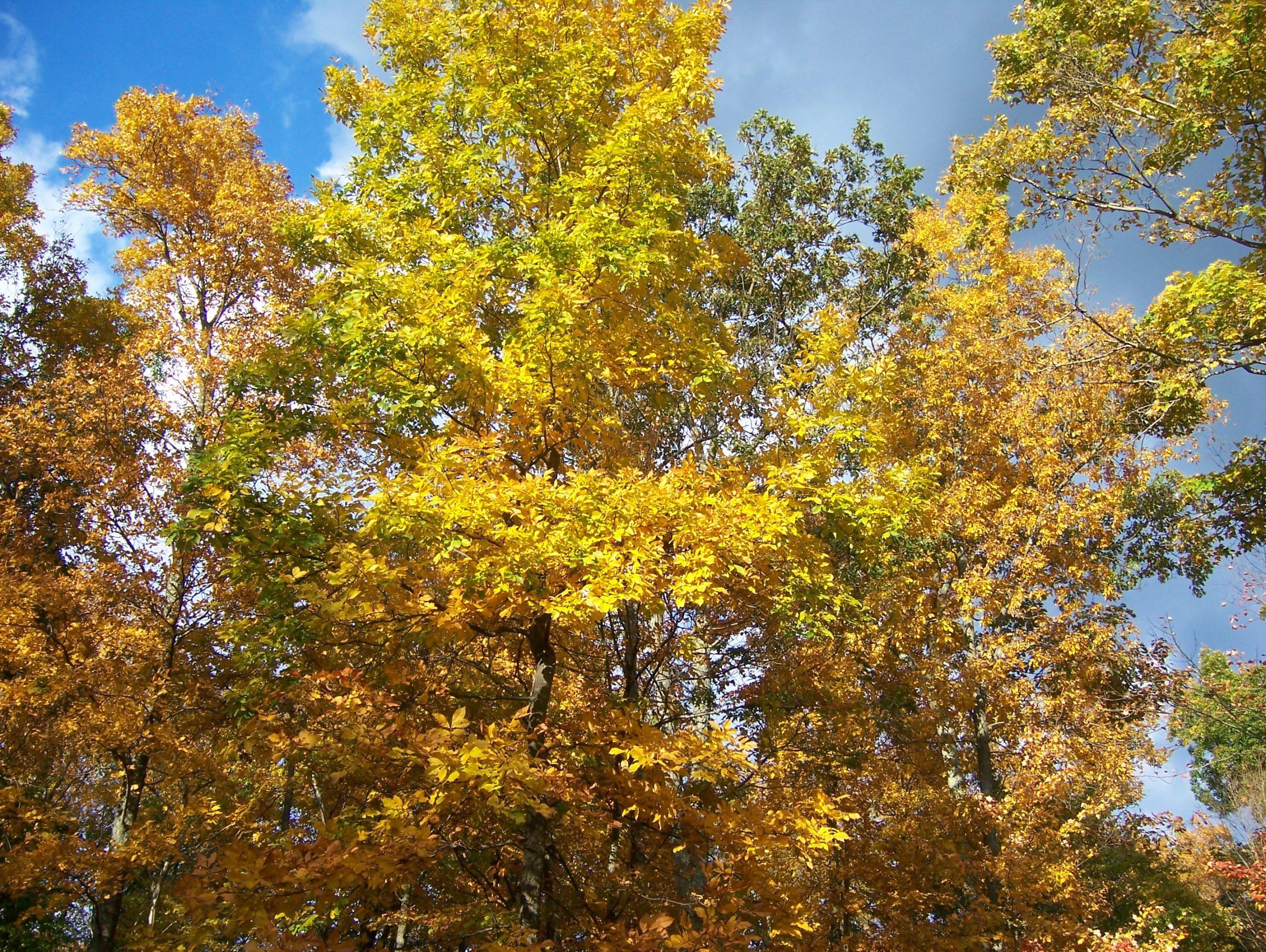 Fall Trees And Blue Sky (user submitted)