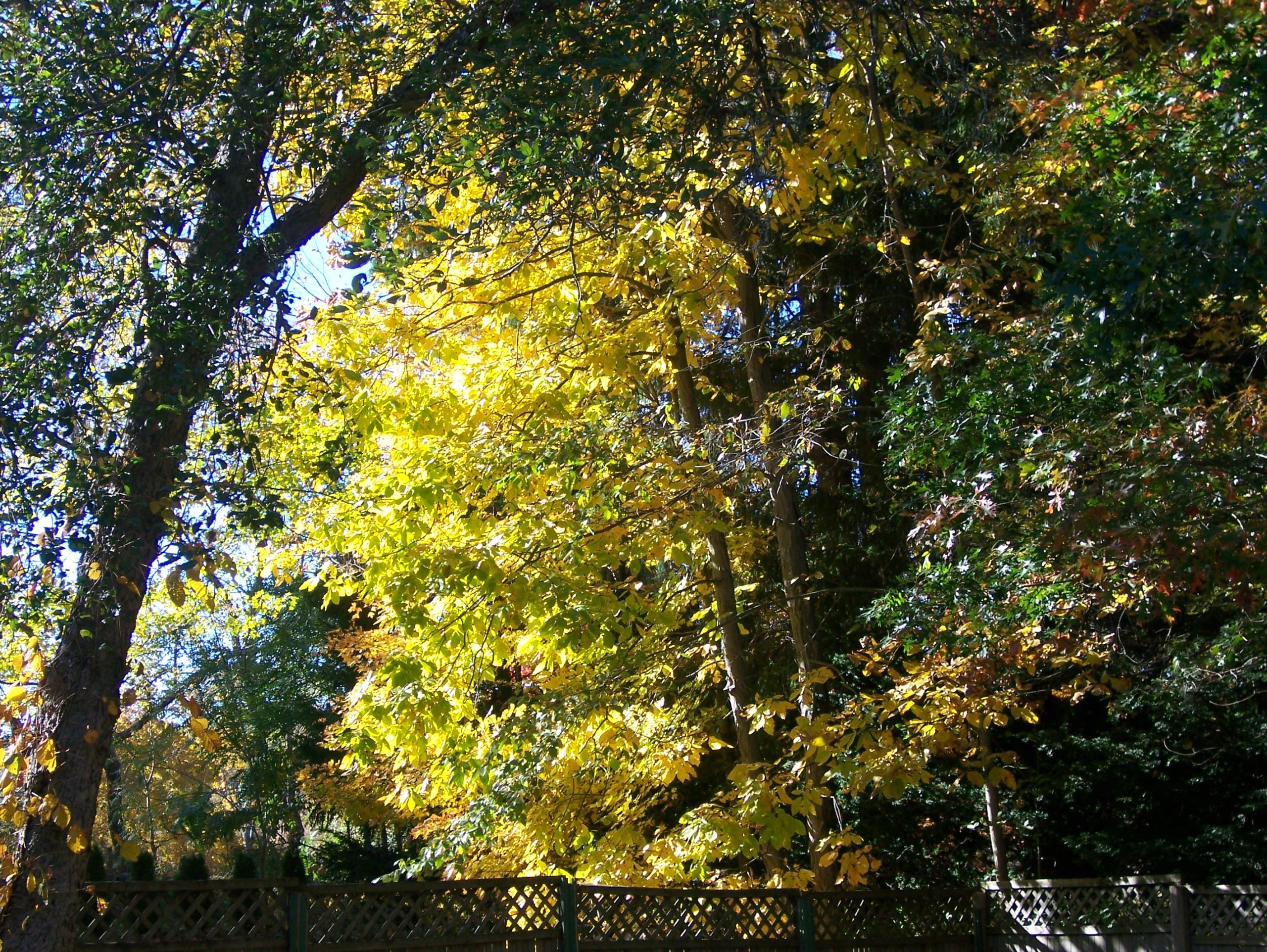 Fall Sun - New England