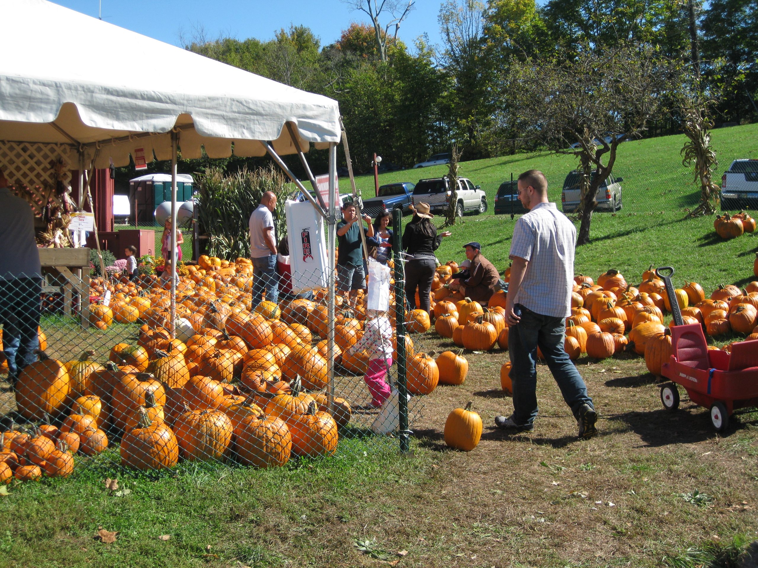 Pumpkin Sale (user submitted)