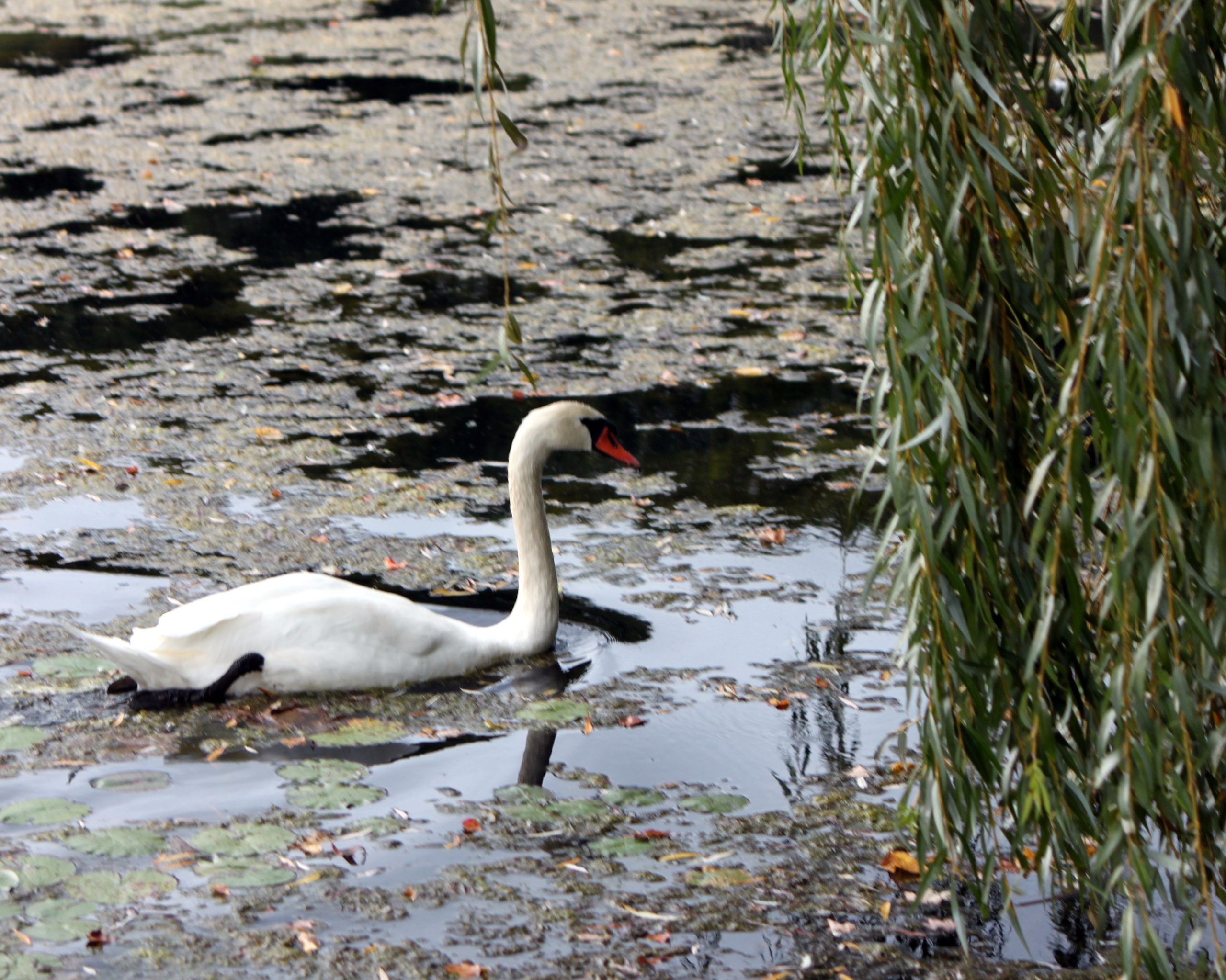 The Swan And The Weeping Willow (user submitted)