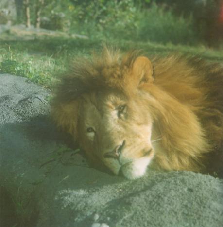 Sleepy lion. (user submitted)