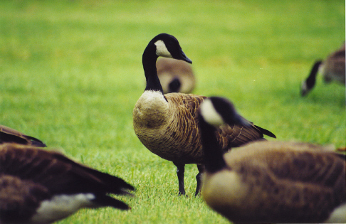 Geese in the Berkshires (user submitted)