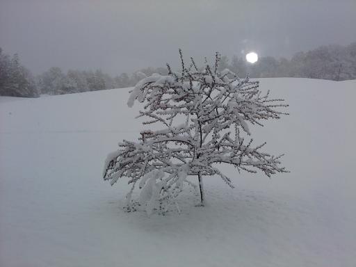 Snowy Dawn On The Crabapple (user submitted)