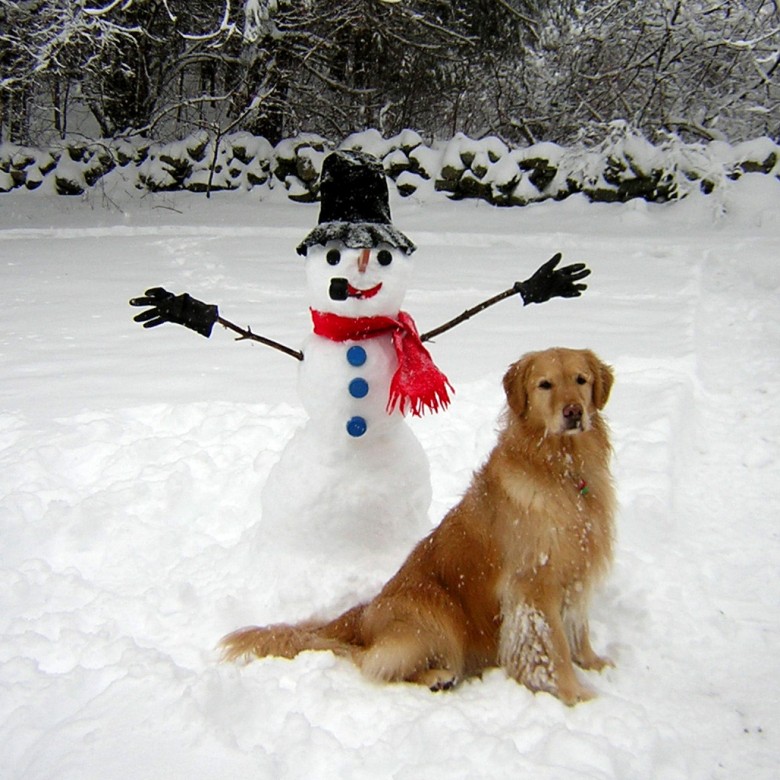 Daisy And The Snow Man (user submitted)