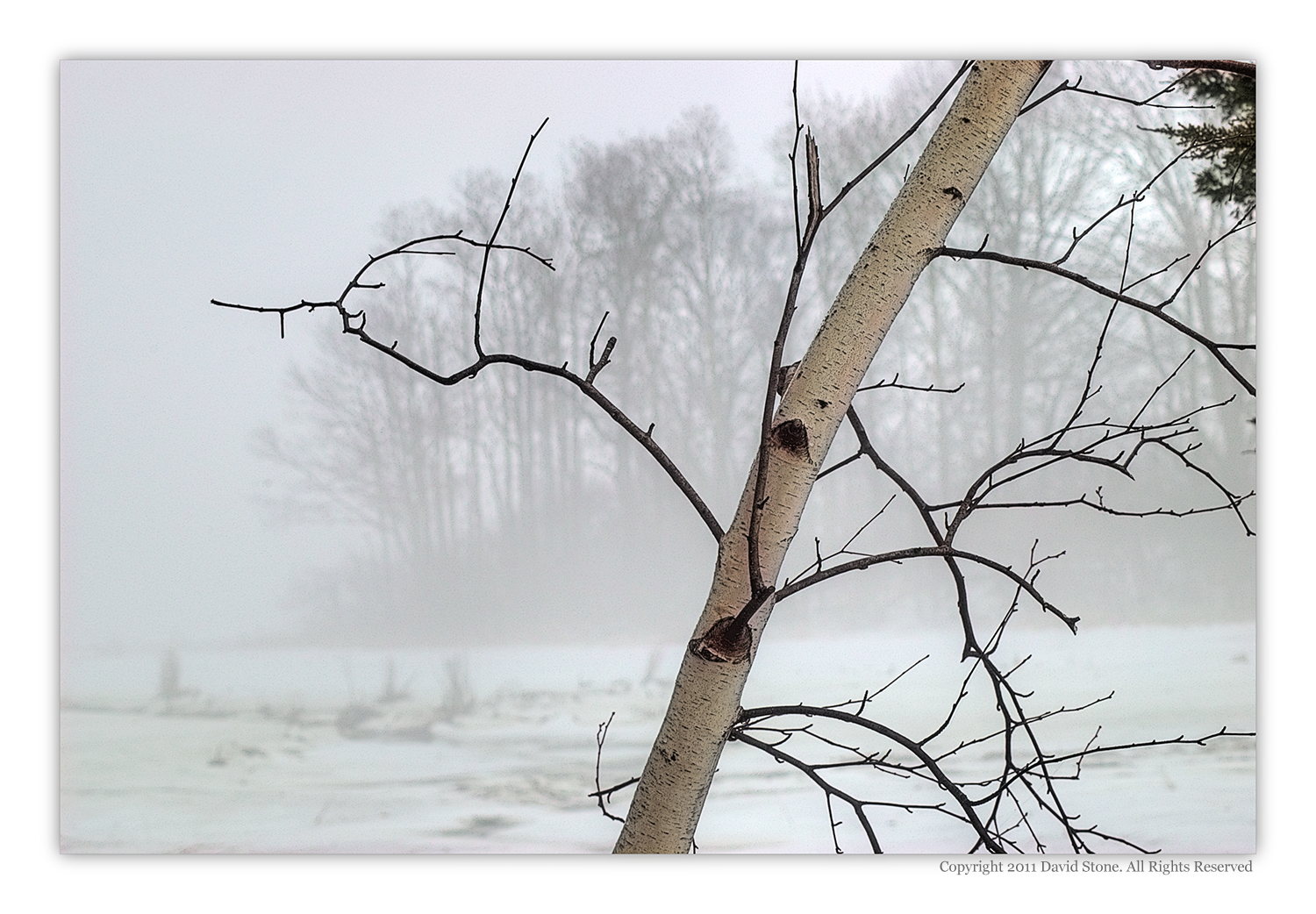 Birch And Fog In Winter (user submitted)