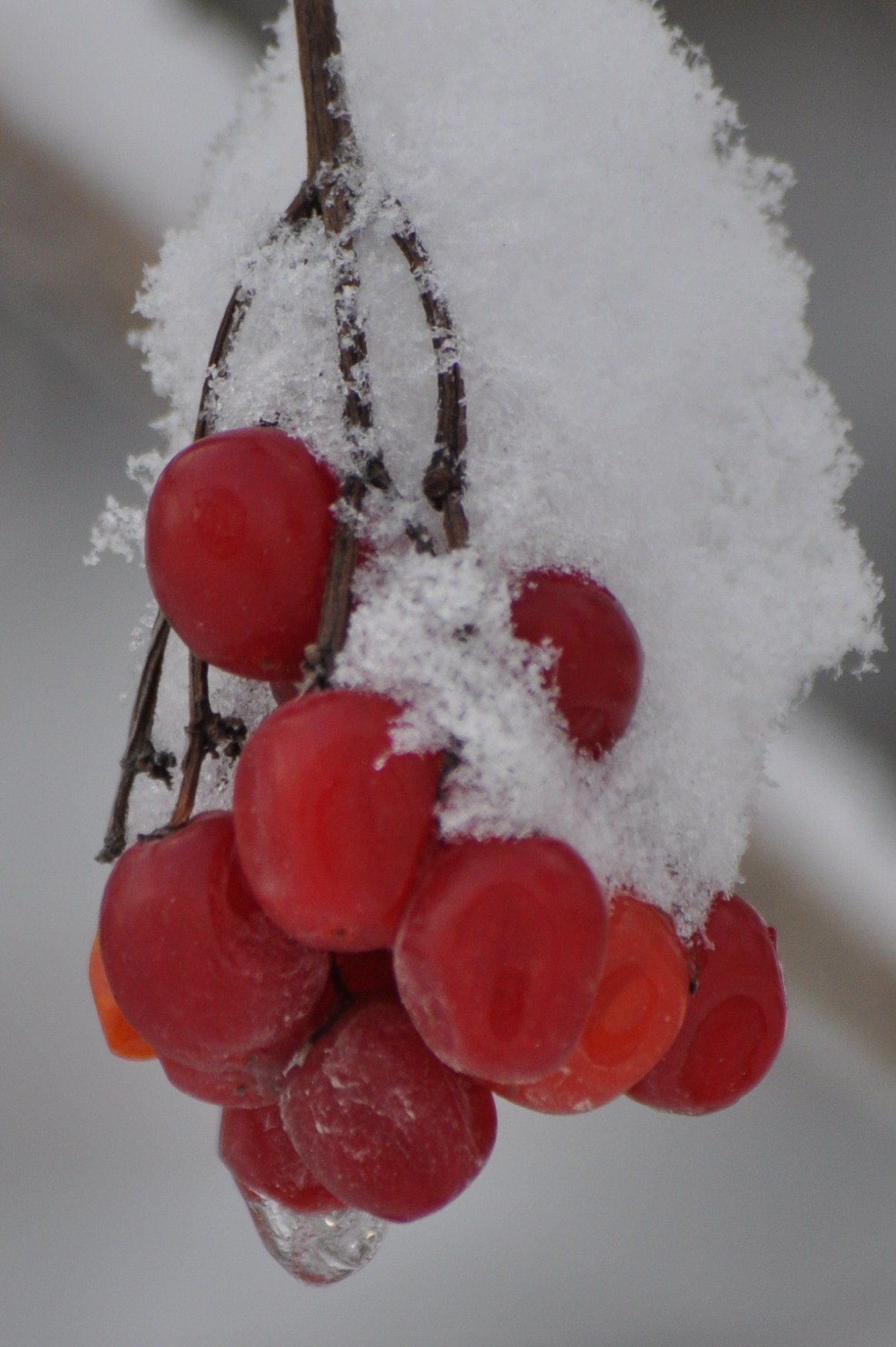 Frozen Berries In The Snow (user submitted)