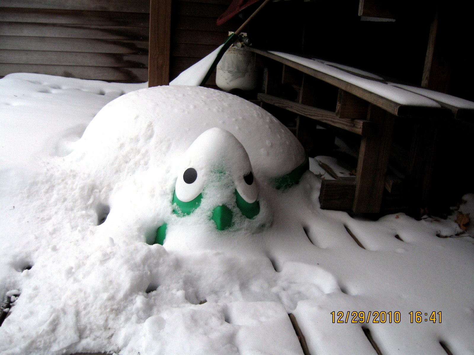 Snowy Turtle (user submitted)