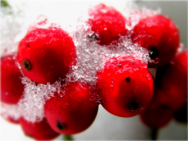Winter Berries (user submitted)