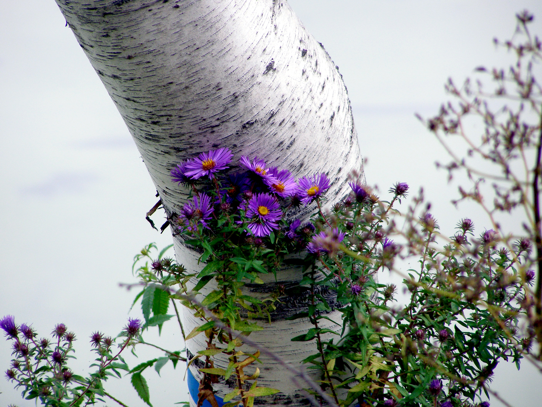 Purple Flowers On Birch (user submitted)