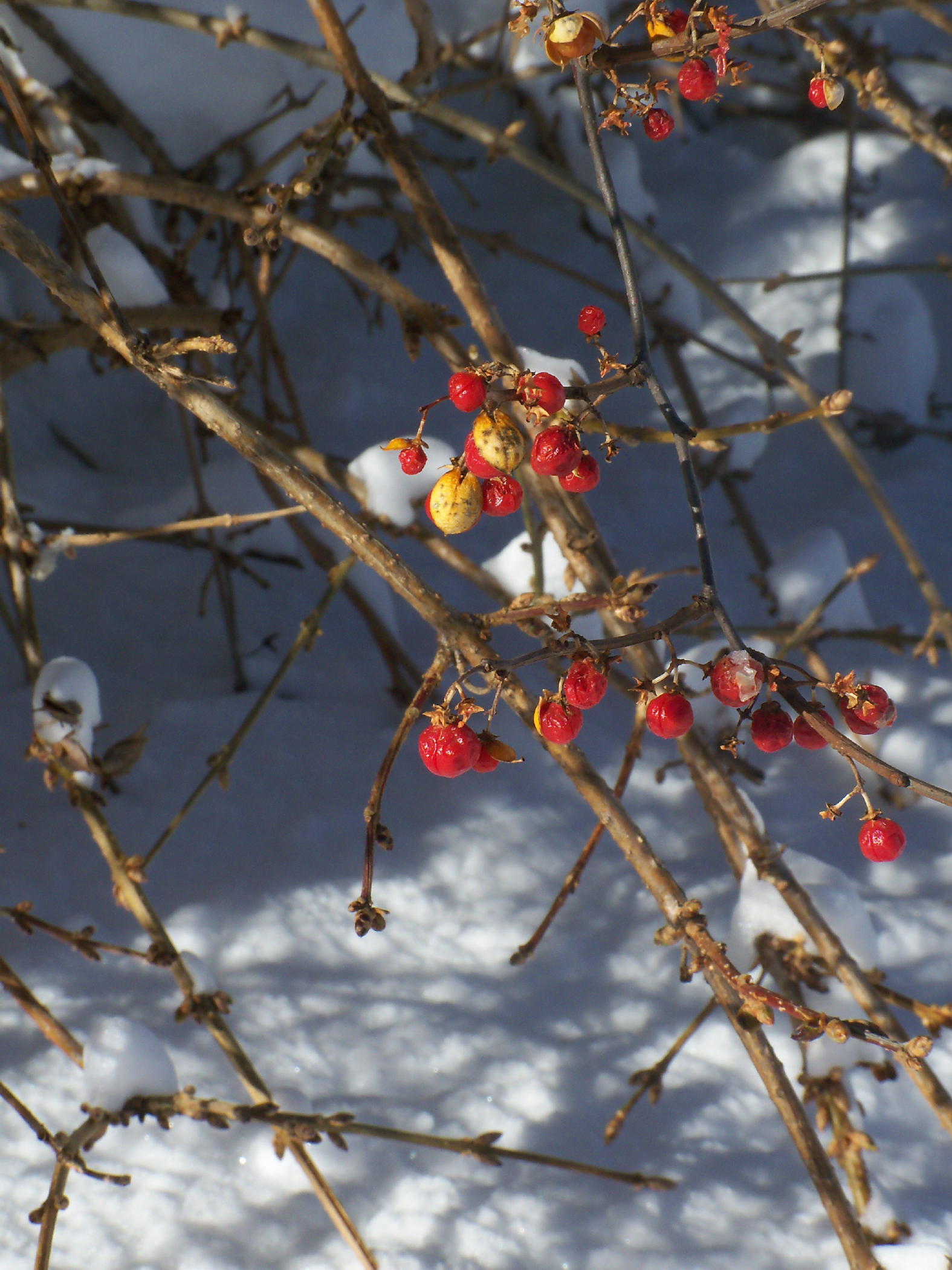 Winter Berries (user submitted)