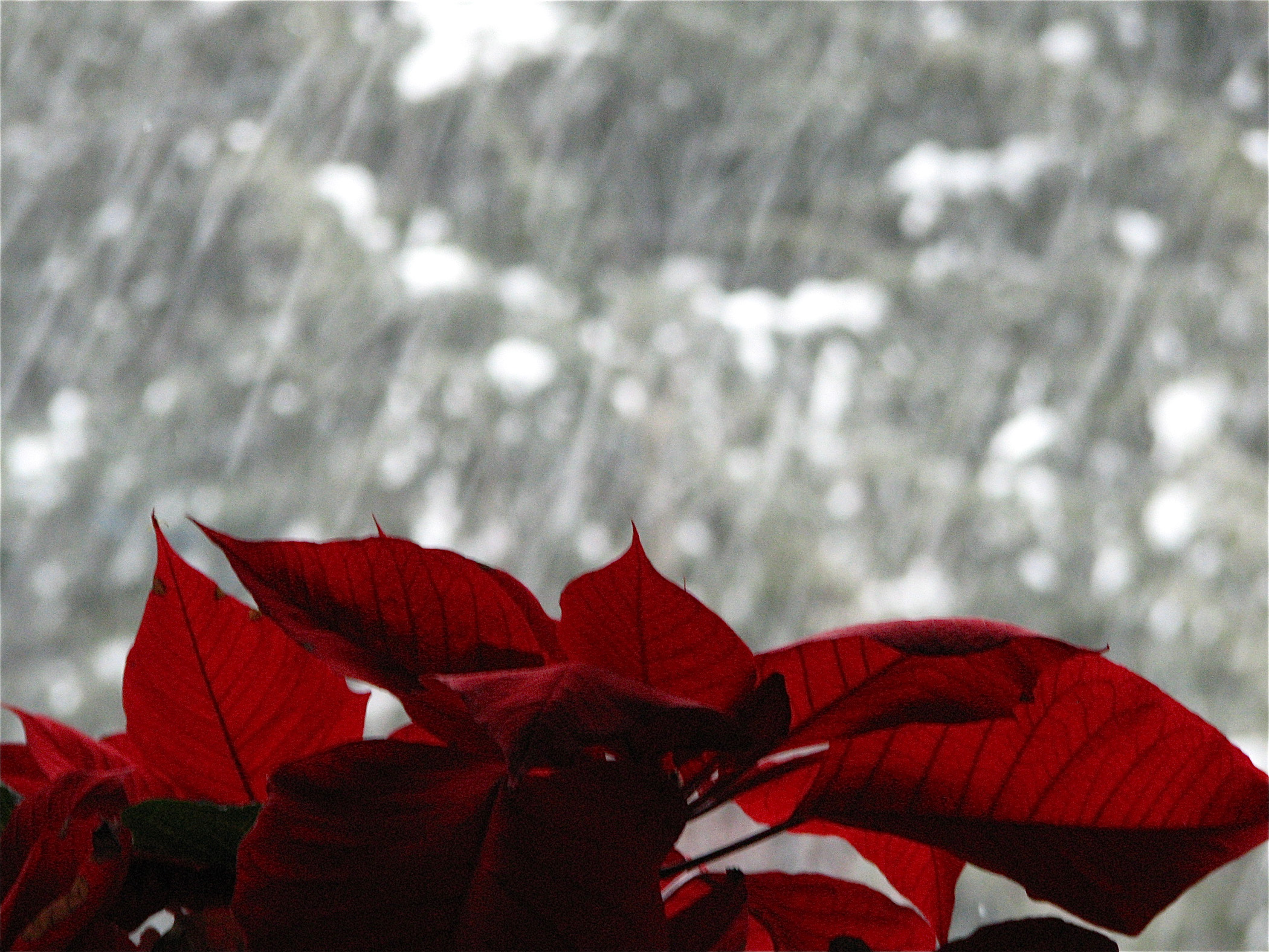 Pointsettia In A Winter Window, Vernon, Vt (user submitted)