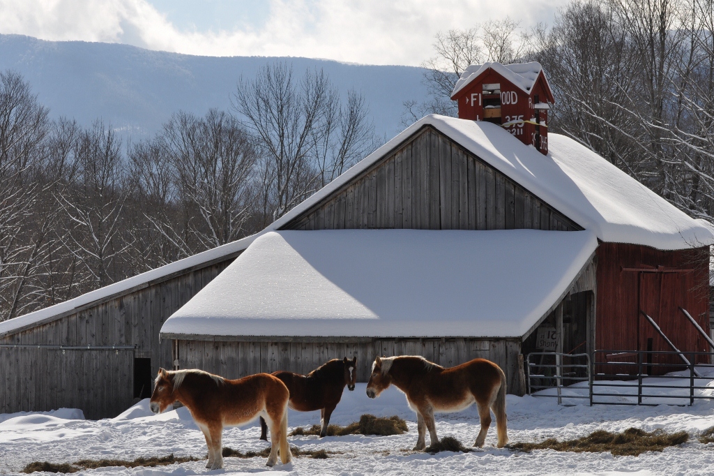 Vermont Horses On Winter Day (user submitted)