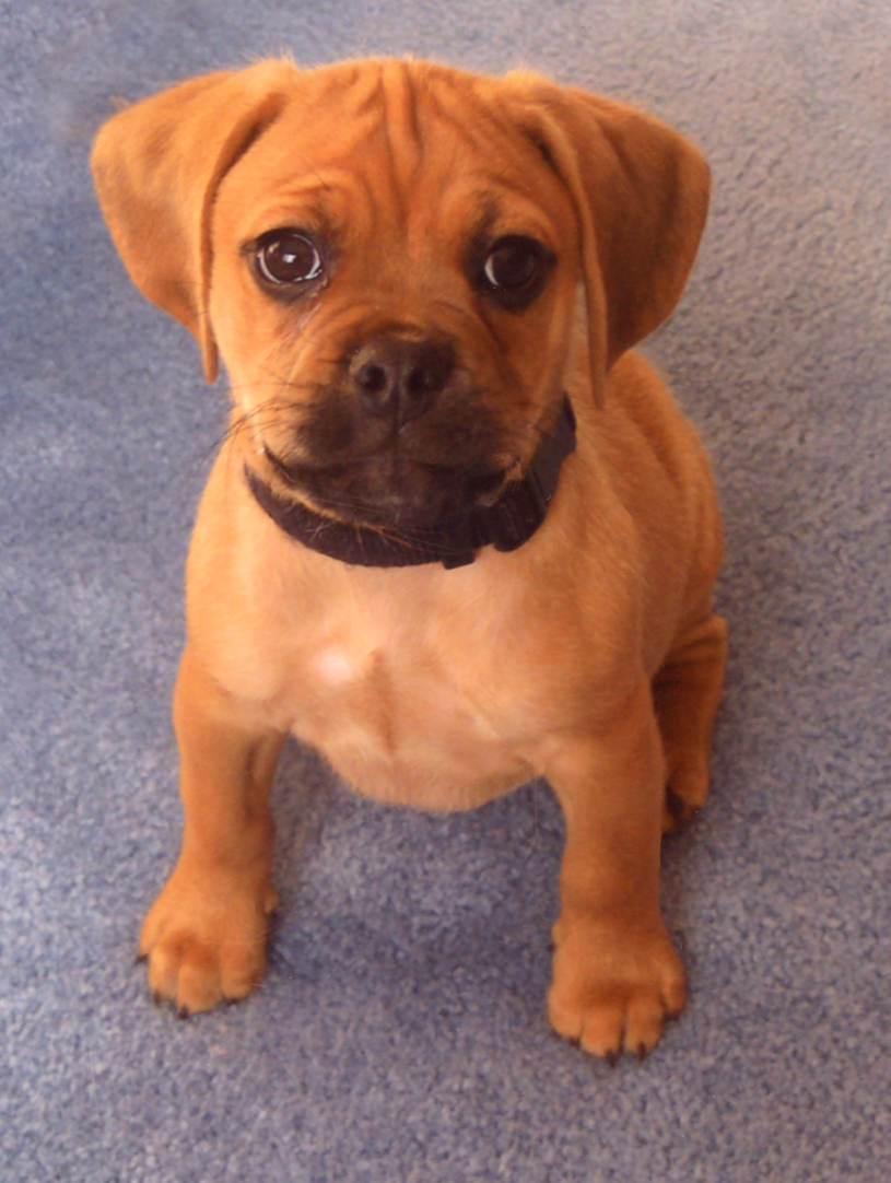 Oscar The Puggle (user submitted)