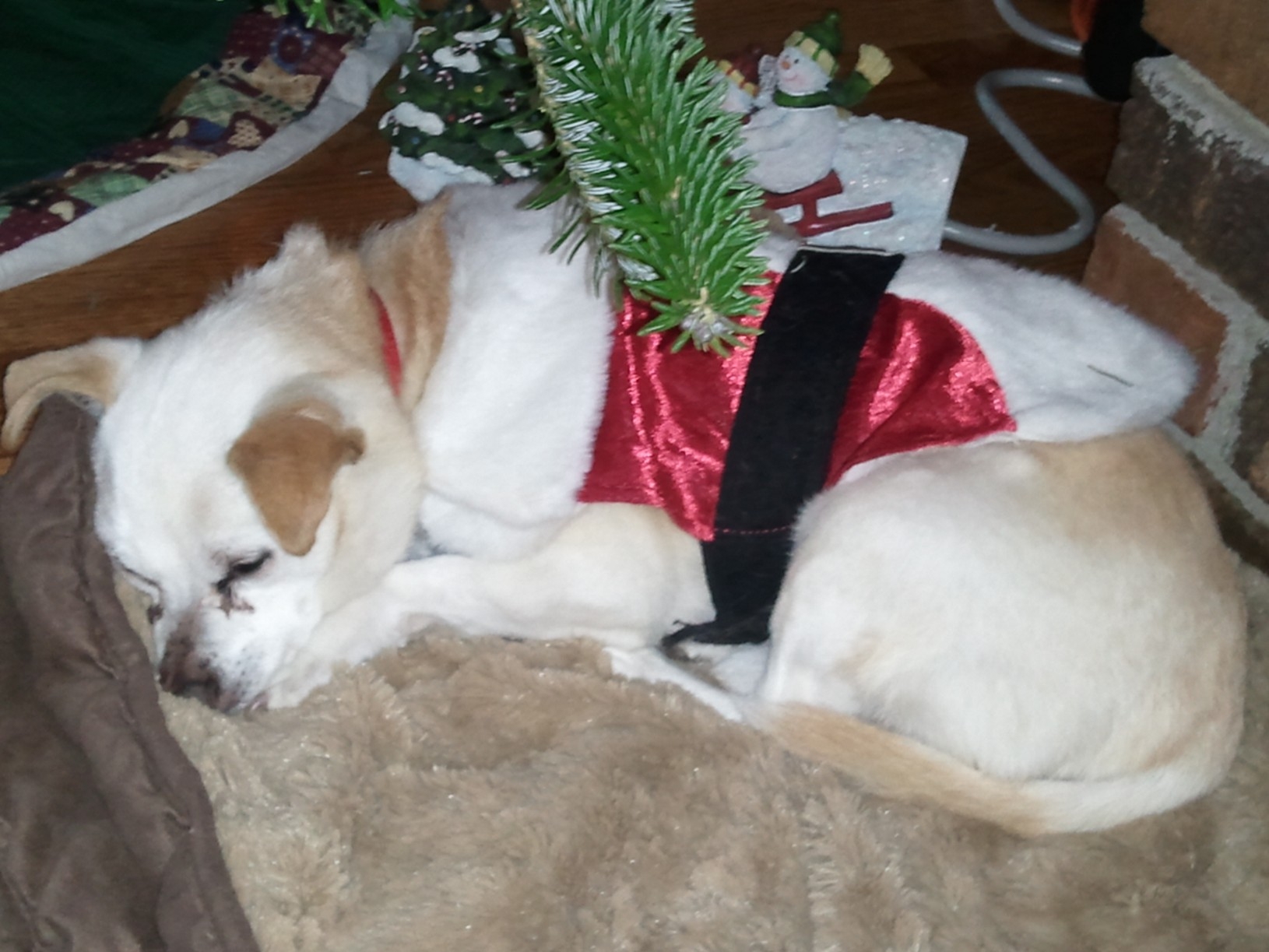Brownie Waiting For Santa (user submitted)