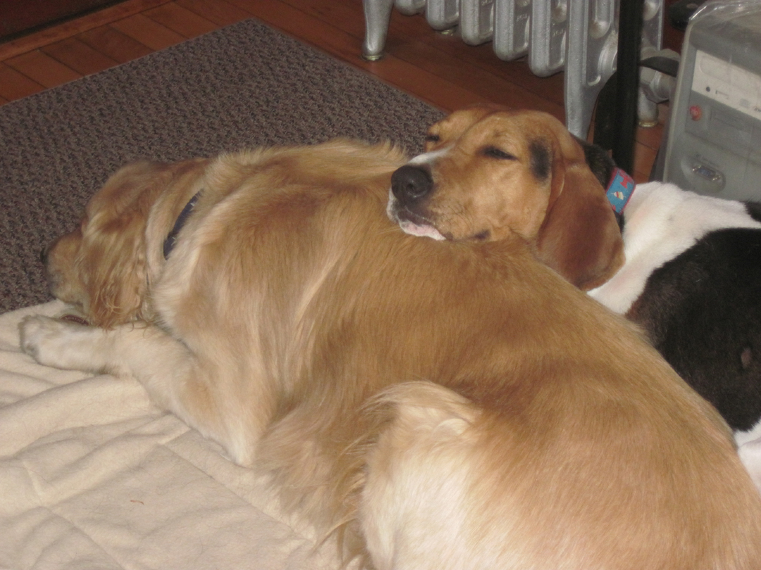 Biscuit And Dixie Cuddling (user submitted)