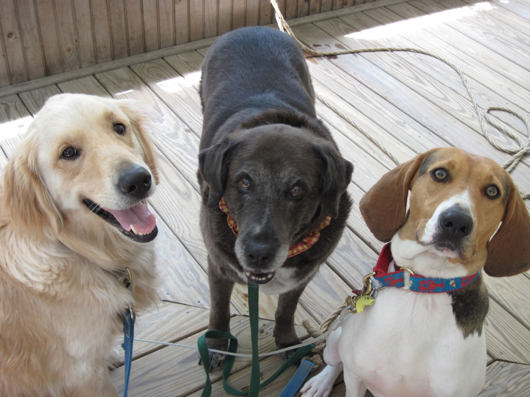 Biscuit, Blue And Dixie &#8212; Santora Trio (user submitted)