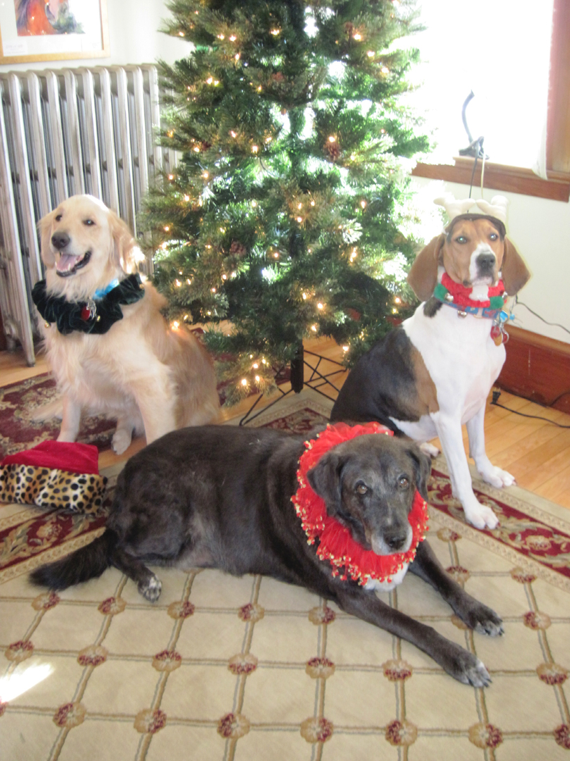 Biscuit, Blue And Dixie Pose For Our Christmas (user submitted)