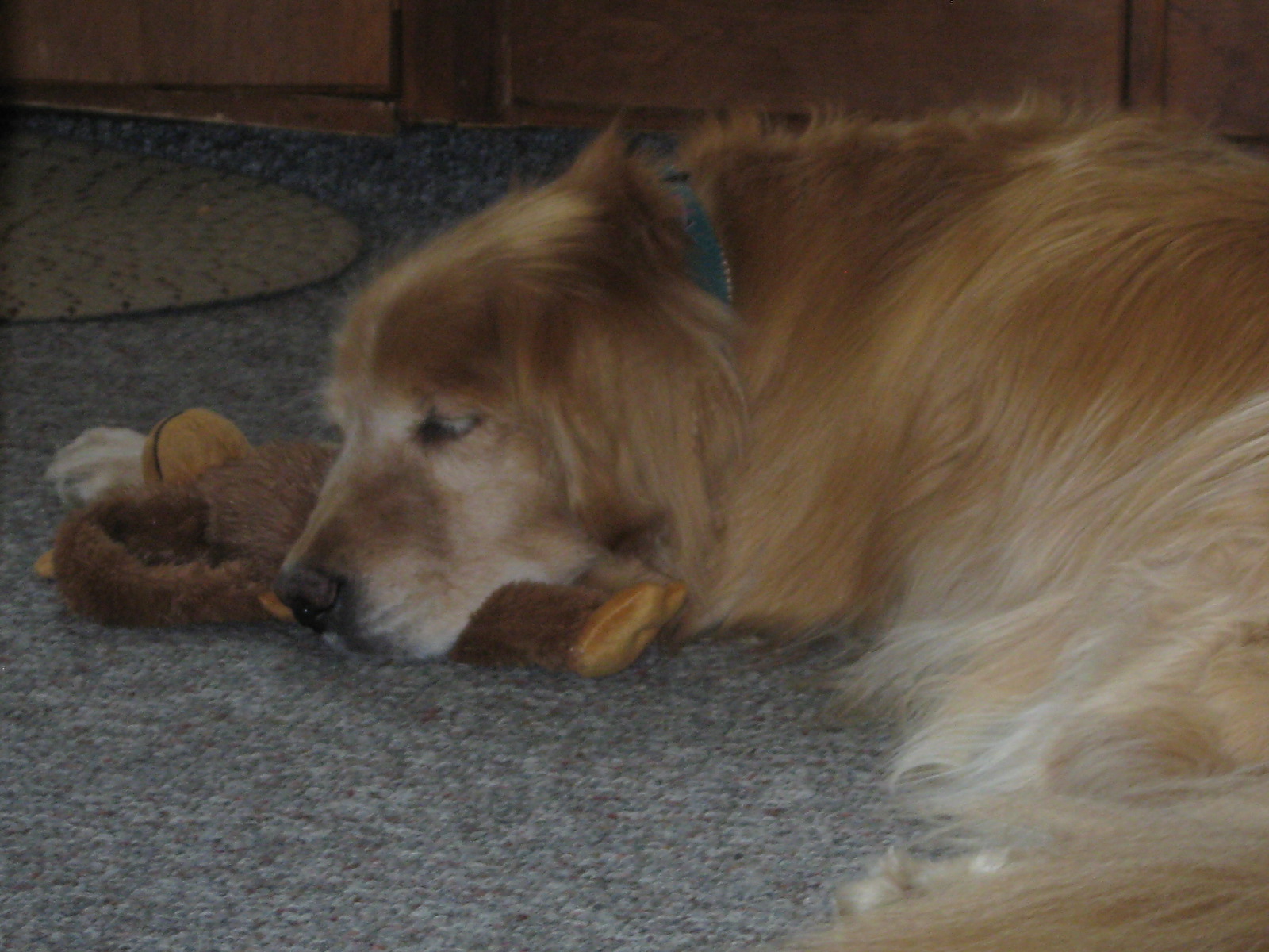 Fozzie Bear New England