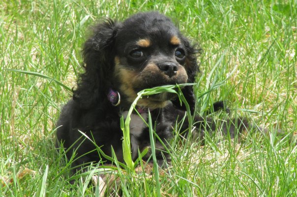 Moxie Eats Crabgrass (user submitted)