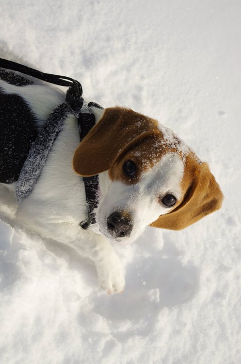Maggie Loves The Snow (user submitted)