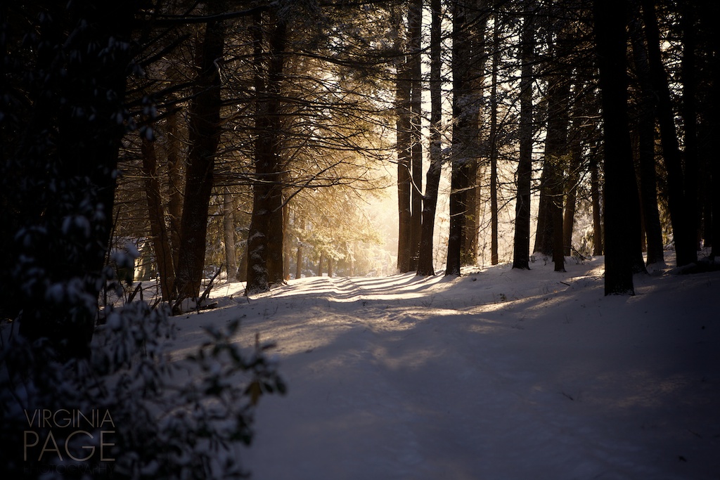 A Walk In The Winter Wood (user submitted)