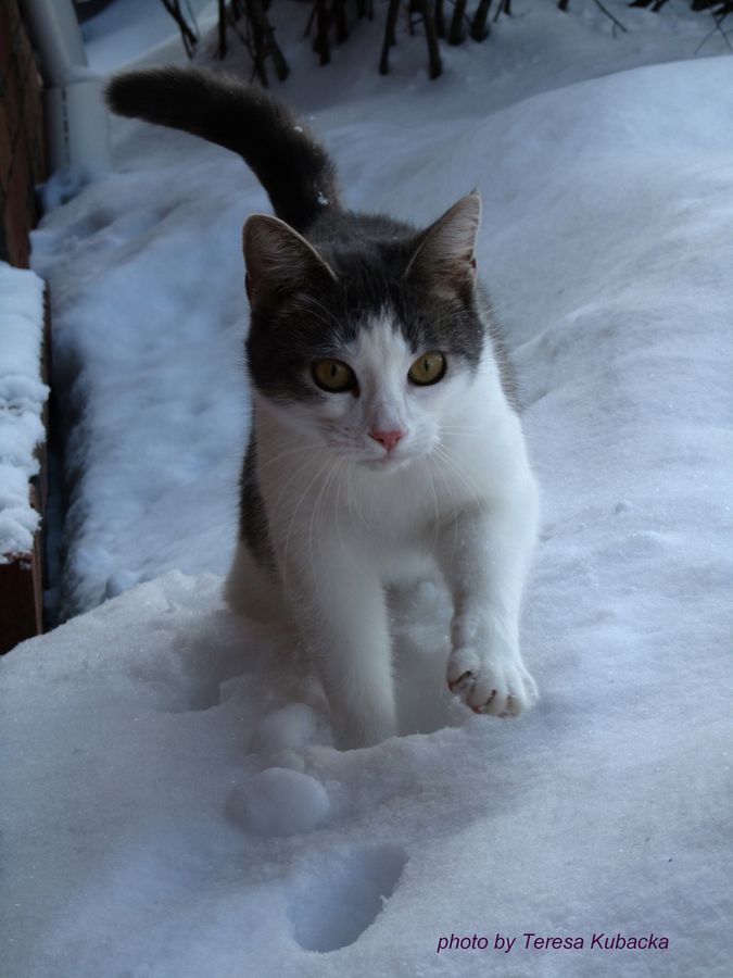 Cat In The Snow (user submitted)