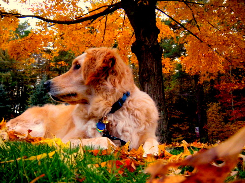 Milo In Fall (user submitted)