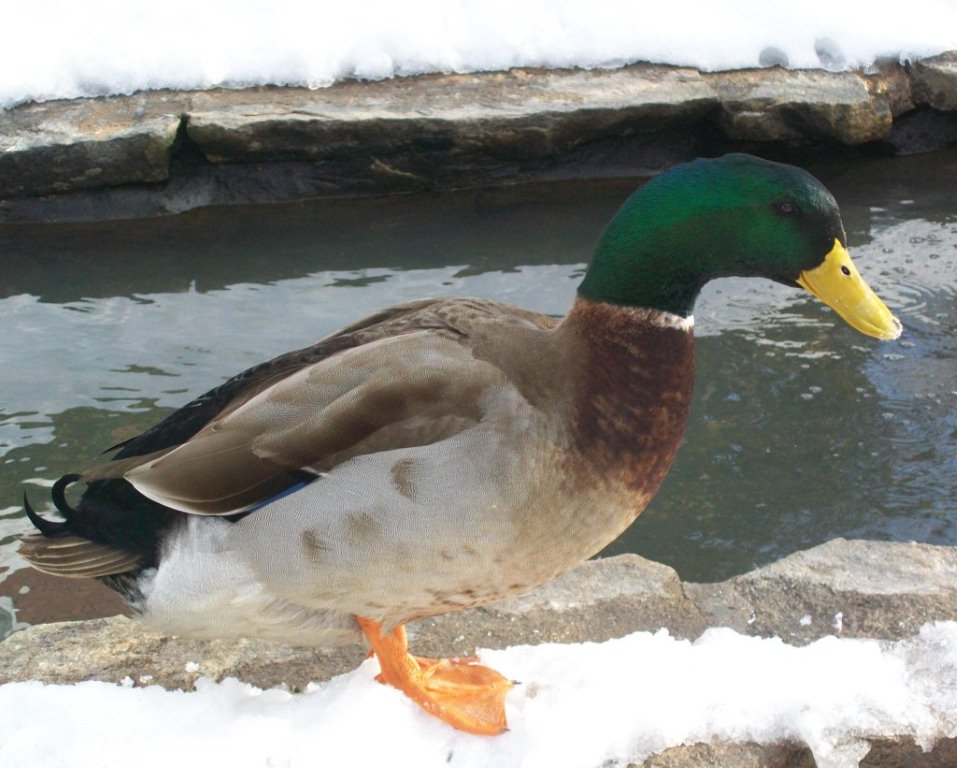 Duck In Snow (user submitted)