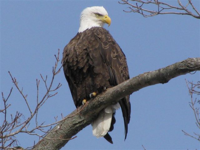 Eagle In Vassalboro
