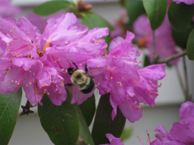 Bee Getting Nectar