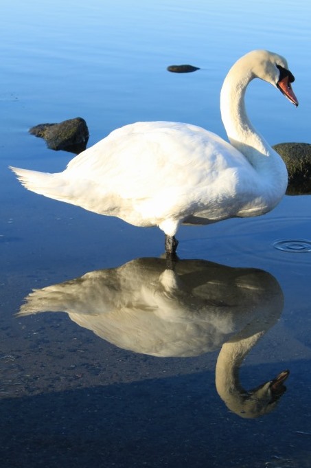 Swan In A Mirror (user submitted)
