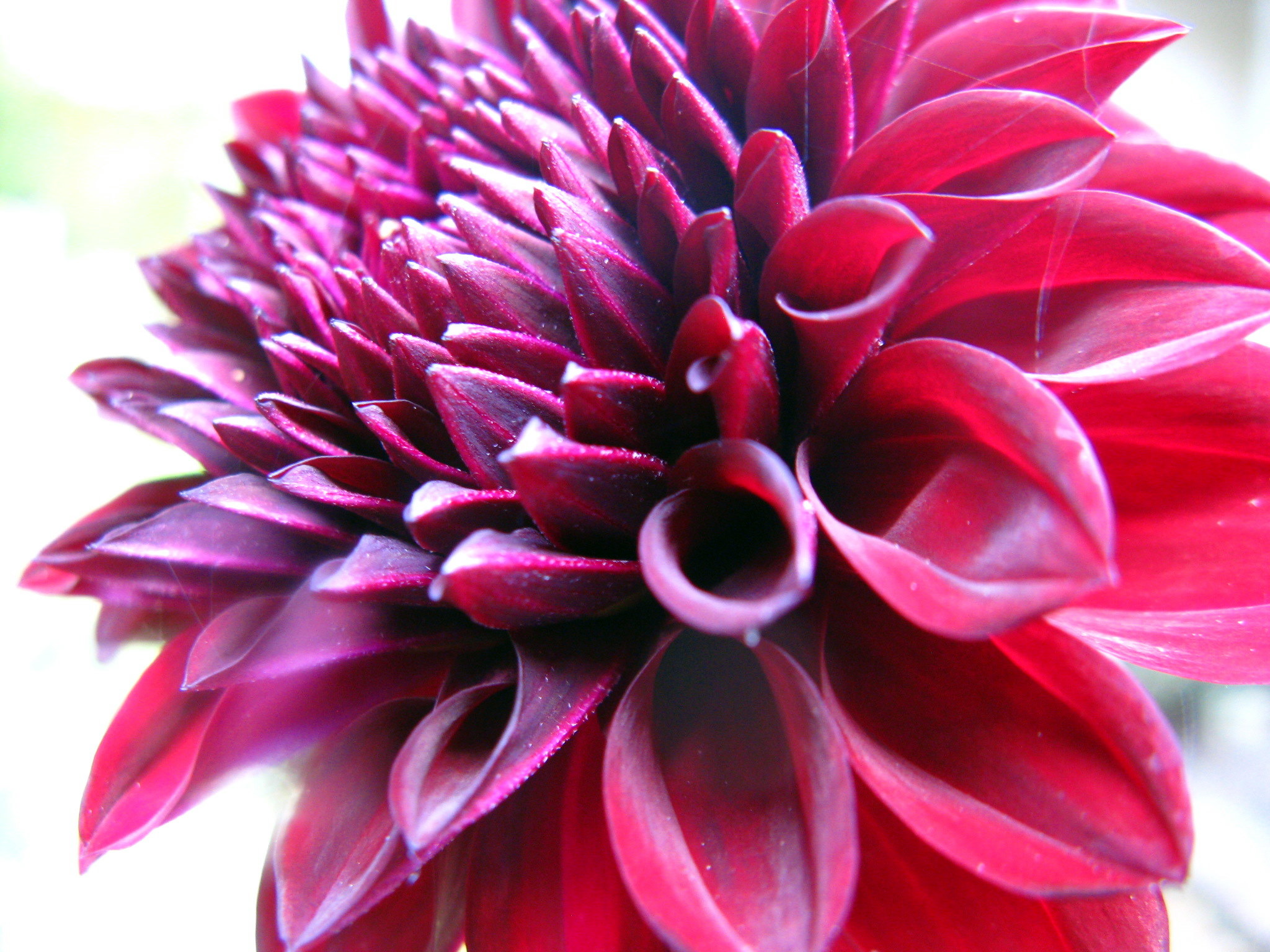 Red Dahlia (user submitted)
