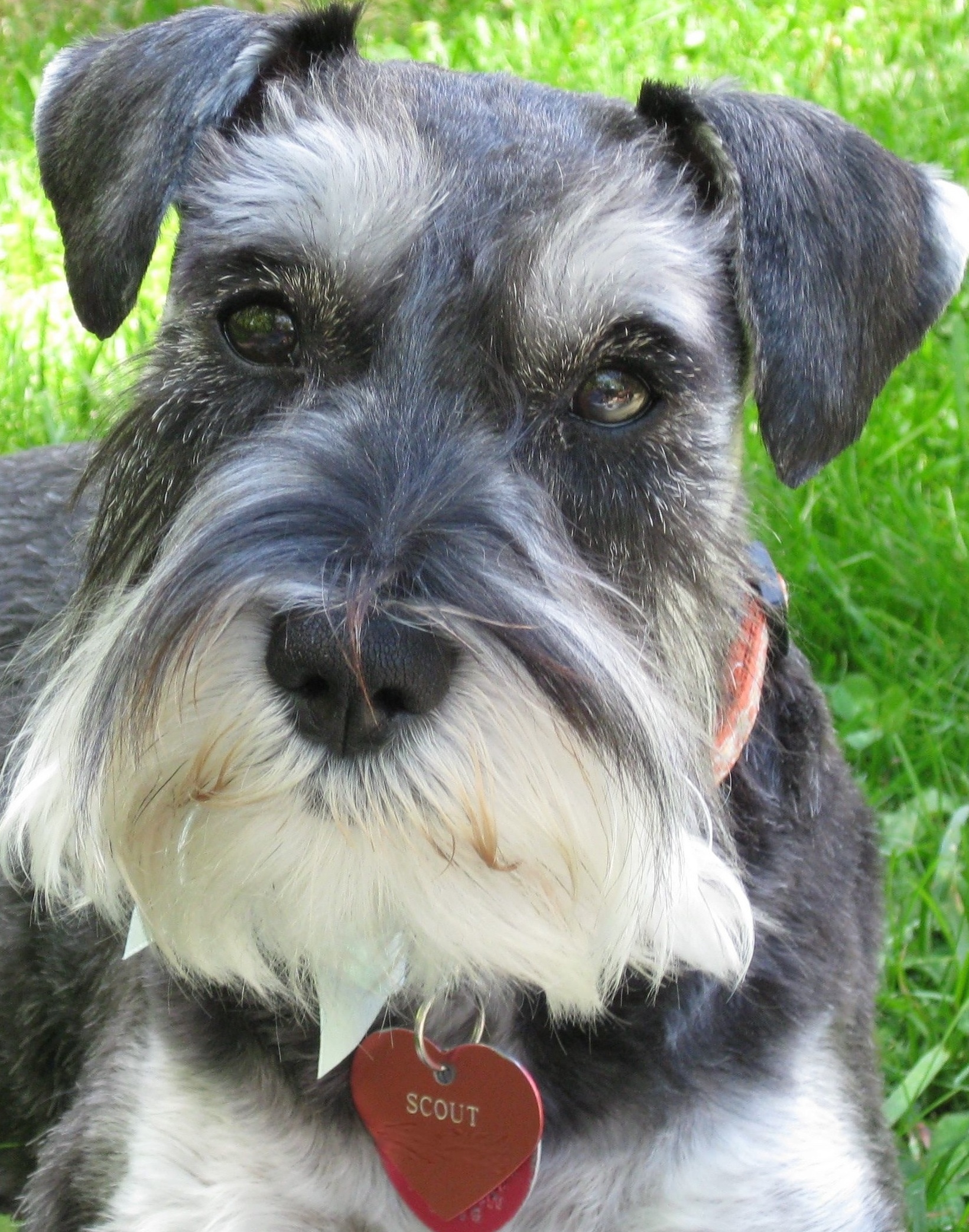 Schnauzer In The Grass - New England