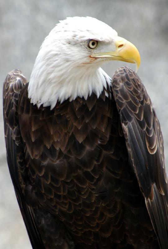 American Bald Eagle (user submitted)
