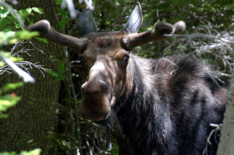 Moose in Bretton Woods, New Hampshire (user submitted)