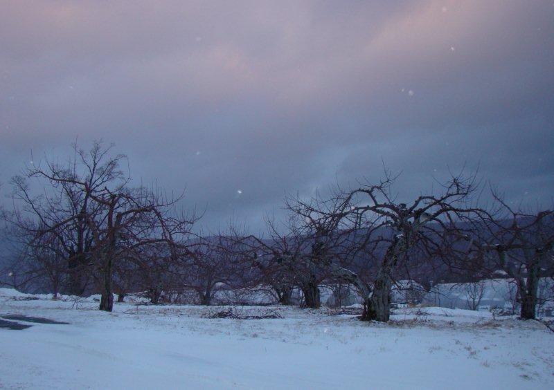 Apple Orchard In Winter (user submitted)
