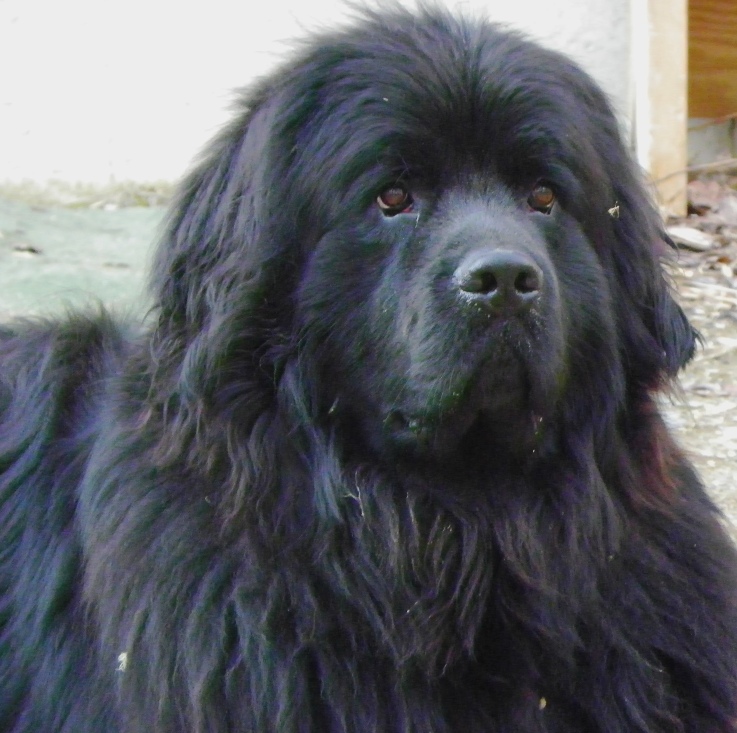 A Proud Newfoundland (user submitted)