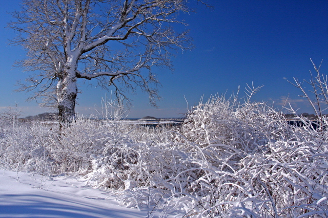 Winter Wonderland - New England