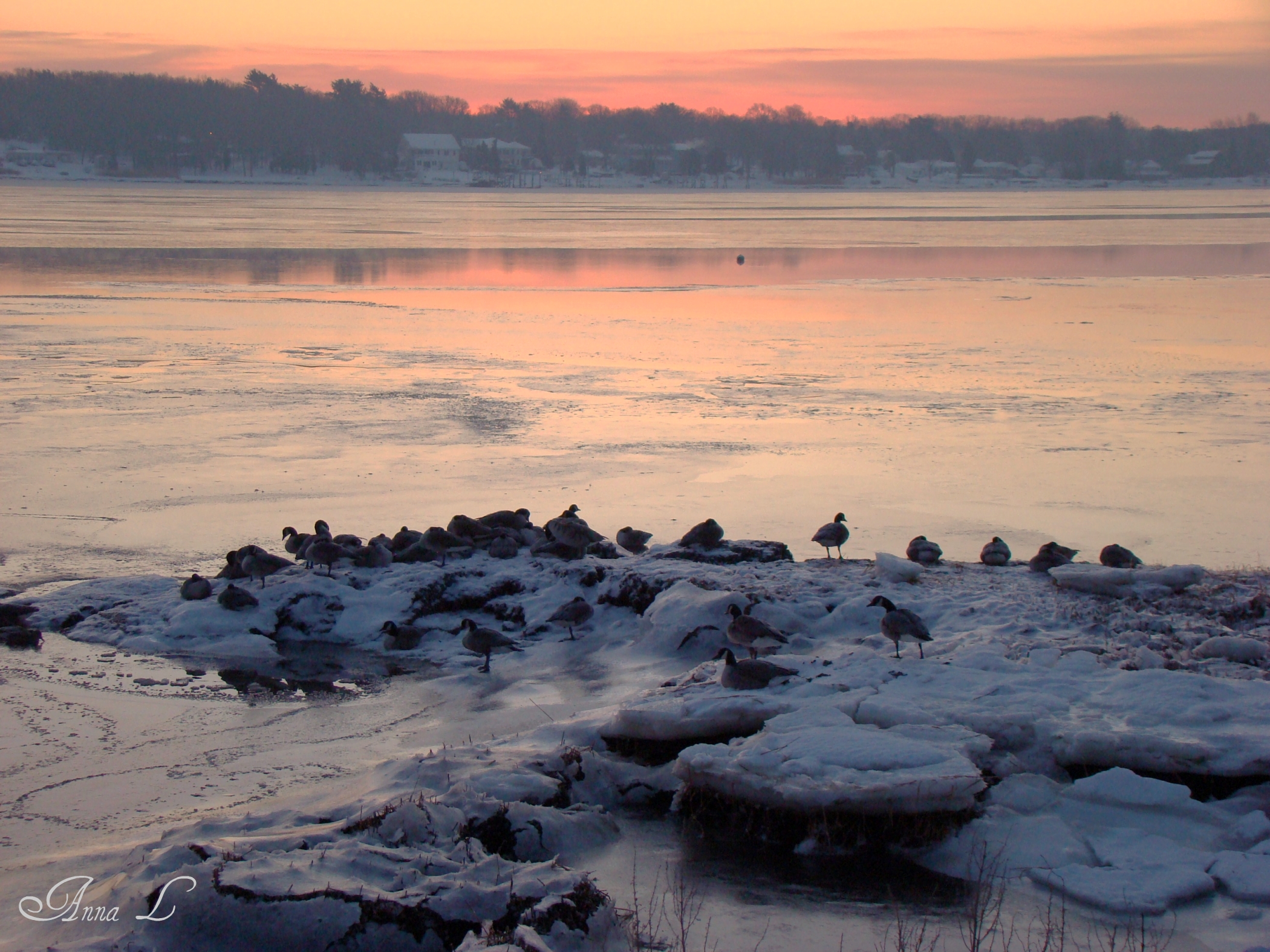 Canadian Geese Sunrise (user submitted)